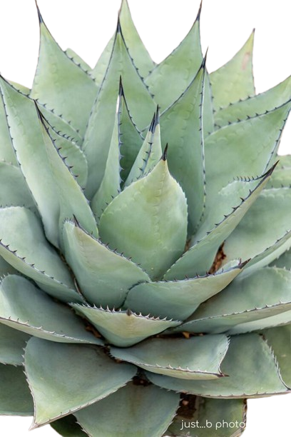 Agave