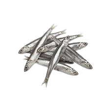 Anchovies