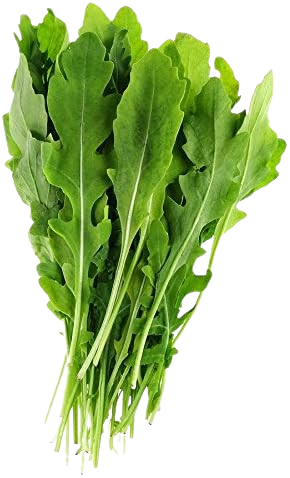 Arugula