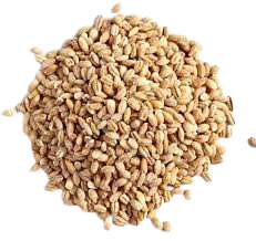 Barley