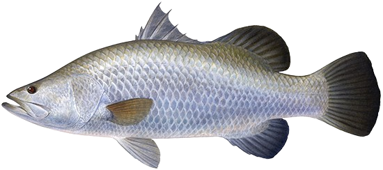 Barramundi