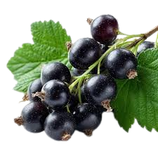 Blackcurrant