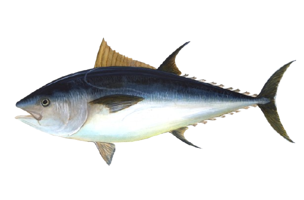 Bluefin Tuna