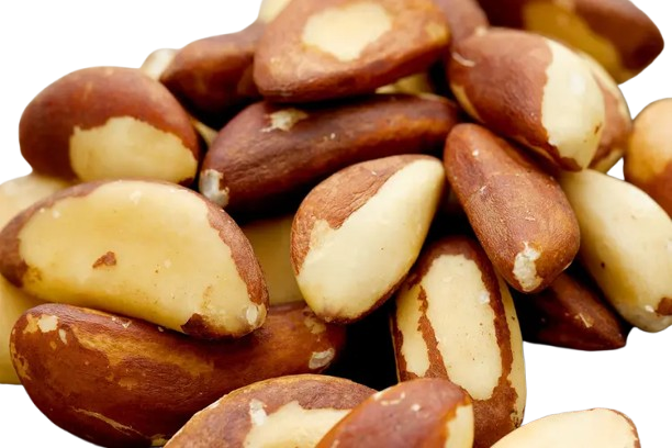 Brazil Nut