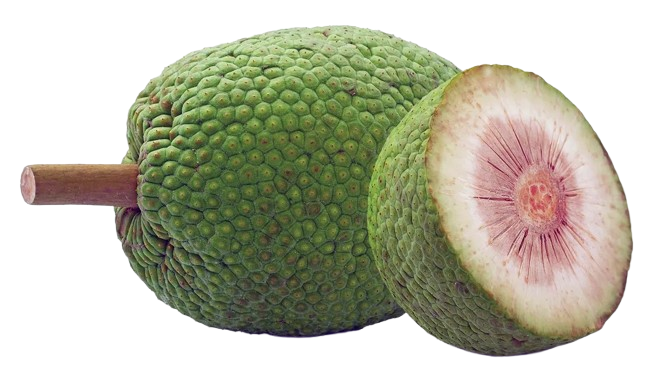 Breadfruit