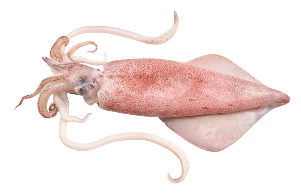 Calamari