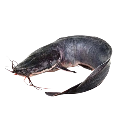 Catfish