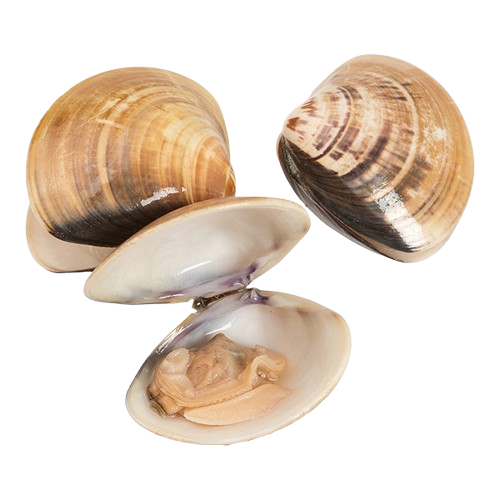 Clams
