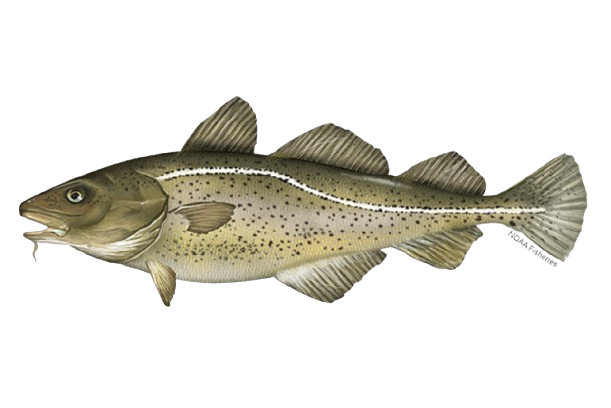 Cod