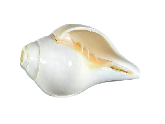 Conch