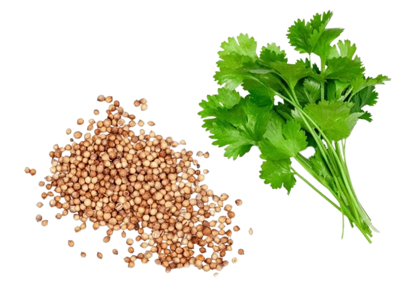 Coriander