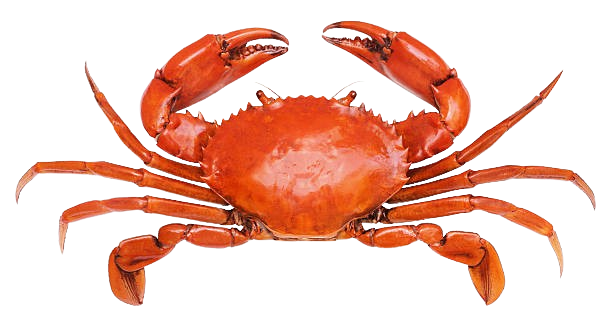 Crab