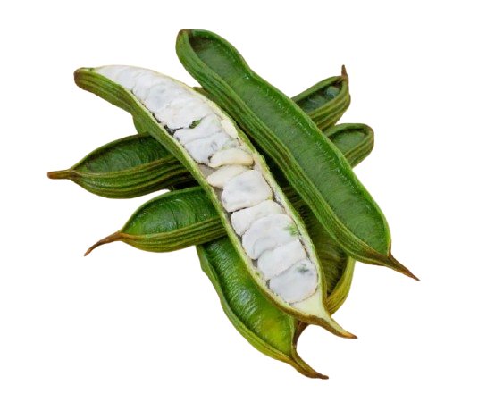 Cream Bean