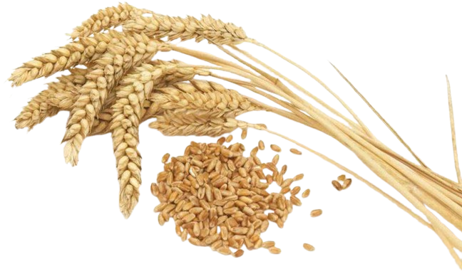 Durum Wheat