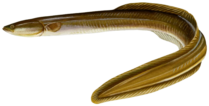 Eel
