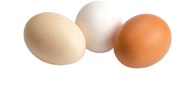 Egg