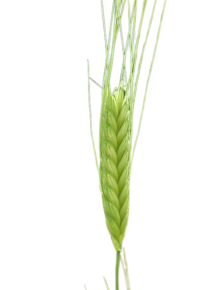 Einkorn wheat
