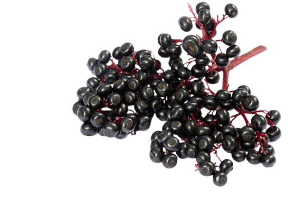 Elderberry