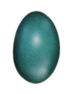 Emu egg