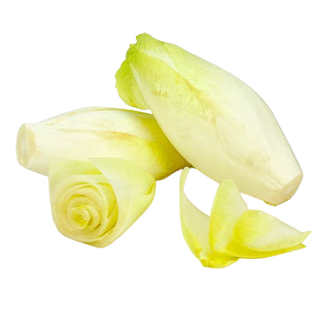 Endive