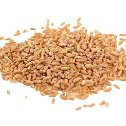 Farro