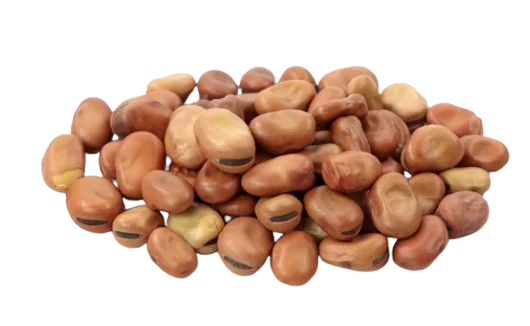Fava Beans