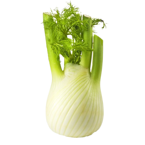 Fennel