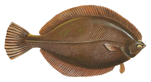 Flounder