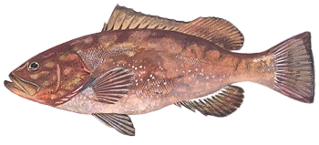 Grouper