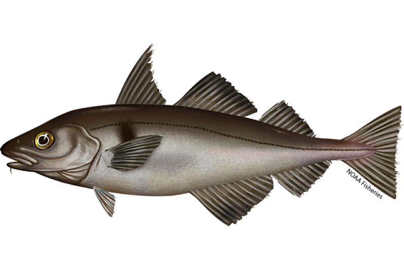 Haddock