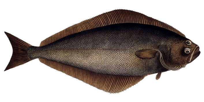 Halibut