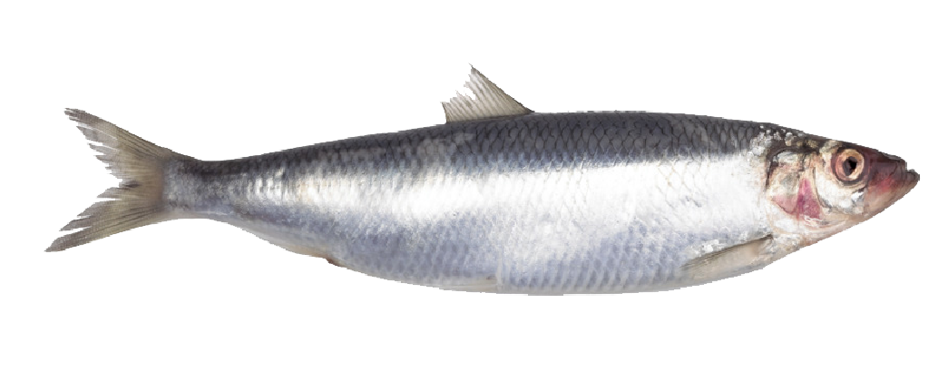 Herring