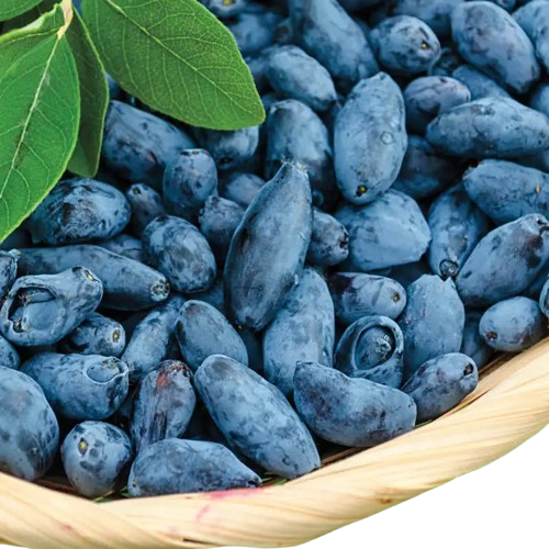 Honeyberry