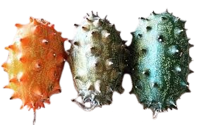 Horned Cucumber