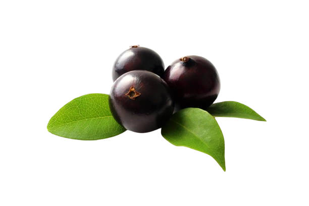Jabuticaba