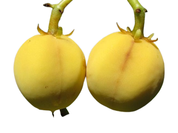 Jatropha Fruit