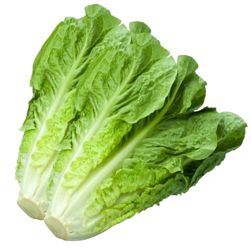 Lettuce