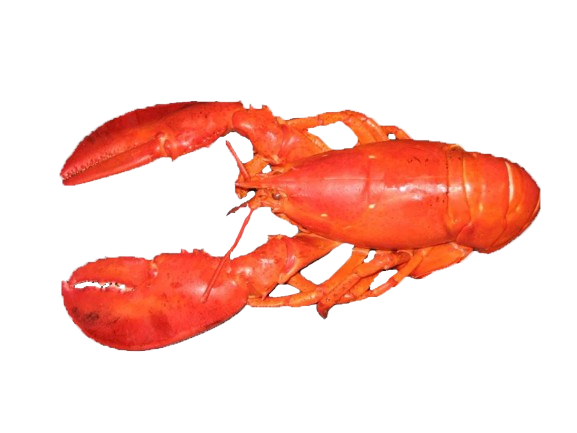 Lobster