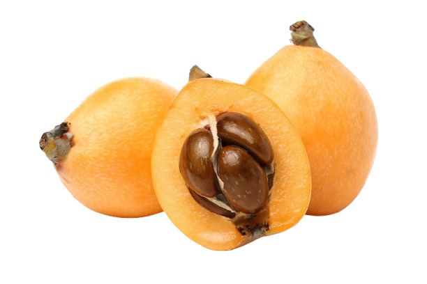 Loquat