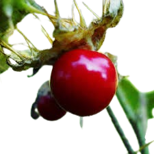 Lychee Tomato