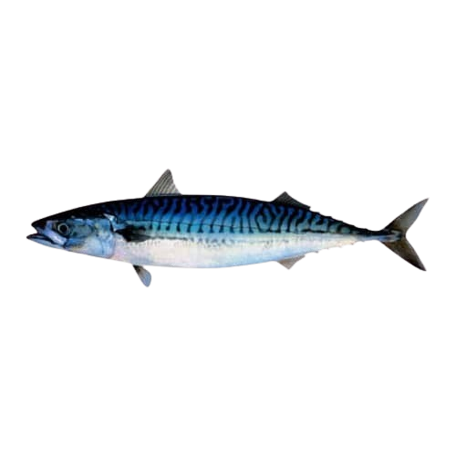 Mackerel