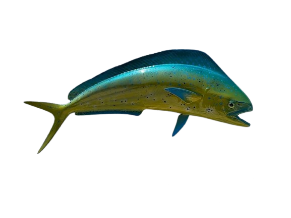 Mahi Mahi