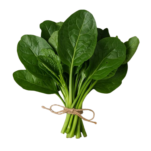 Malabar Spinach