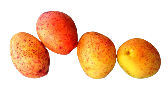 Mangaba