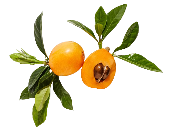Marula