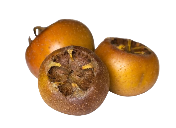 Medlar