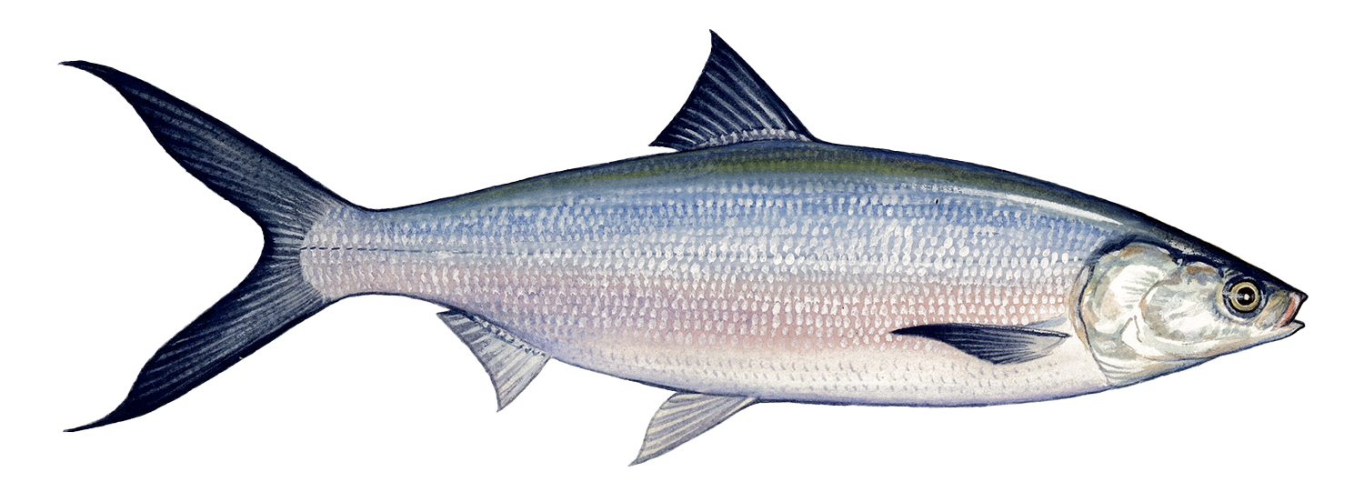 Milkfish