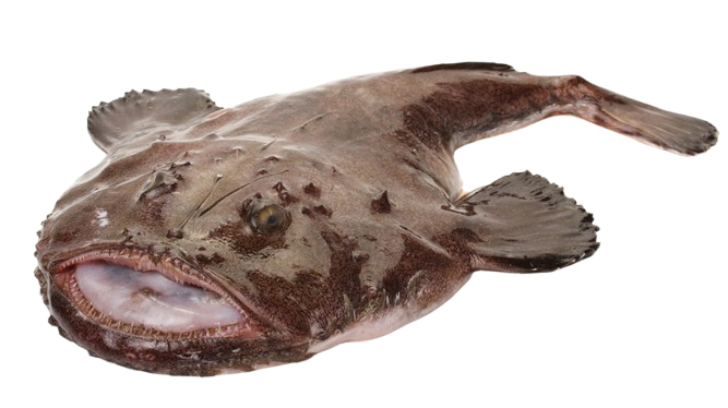 Monkfish