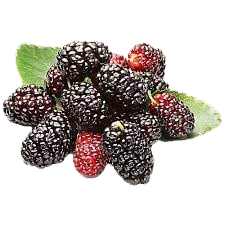 Mulberry