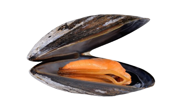 Mussels